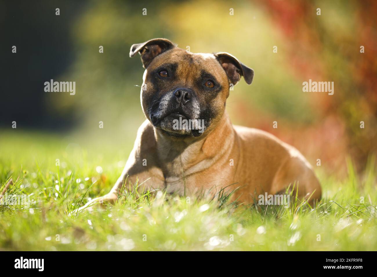 lying Staffordshire Bull Terrier Stock Photo