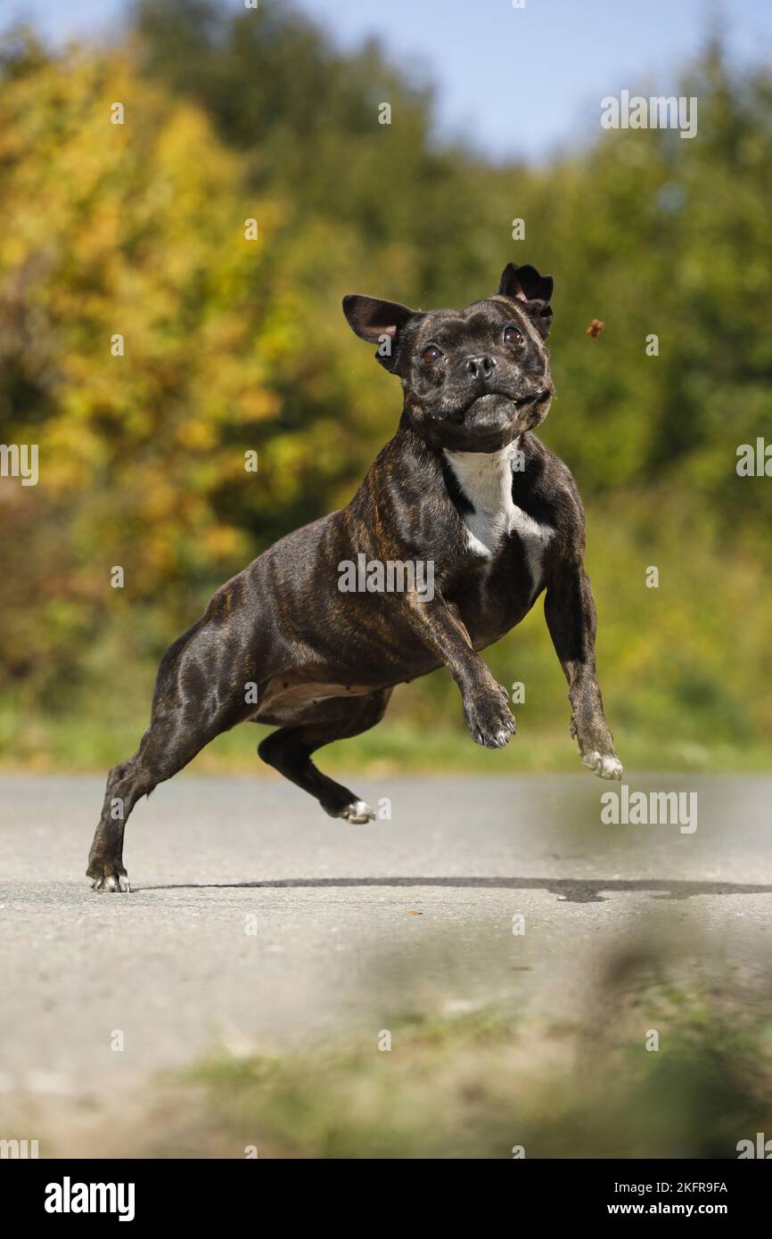 jumping Staffordshire Bull Terrier Stock Photo