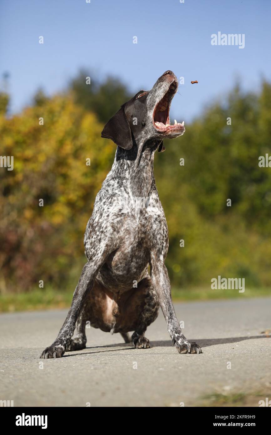 German shorthaired Pointer catches treat Stock Photo Alamy