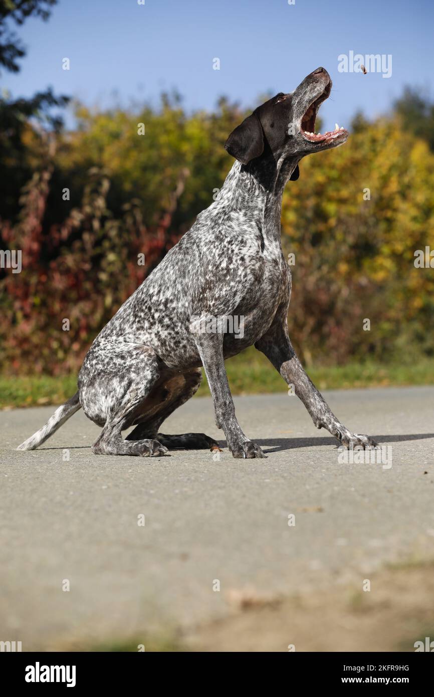 German shorthaired Pointer catches treat Stock Photo Alamy