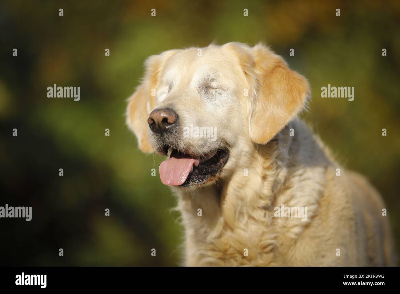 blind Golden Retriever Stock Photo - Alamy