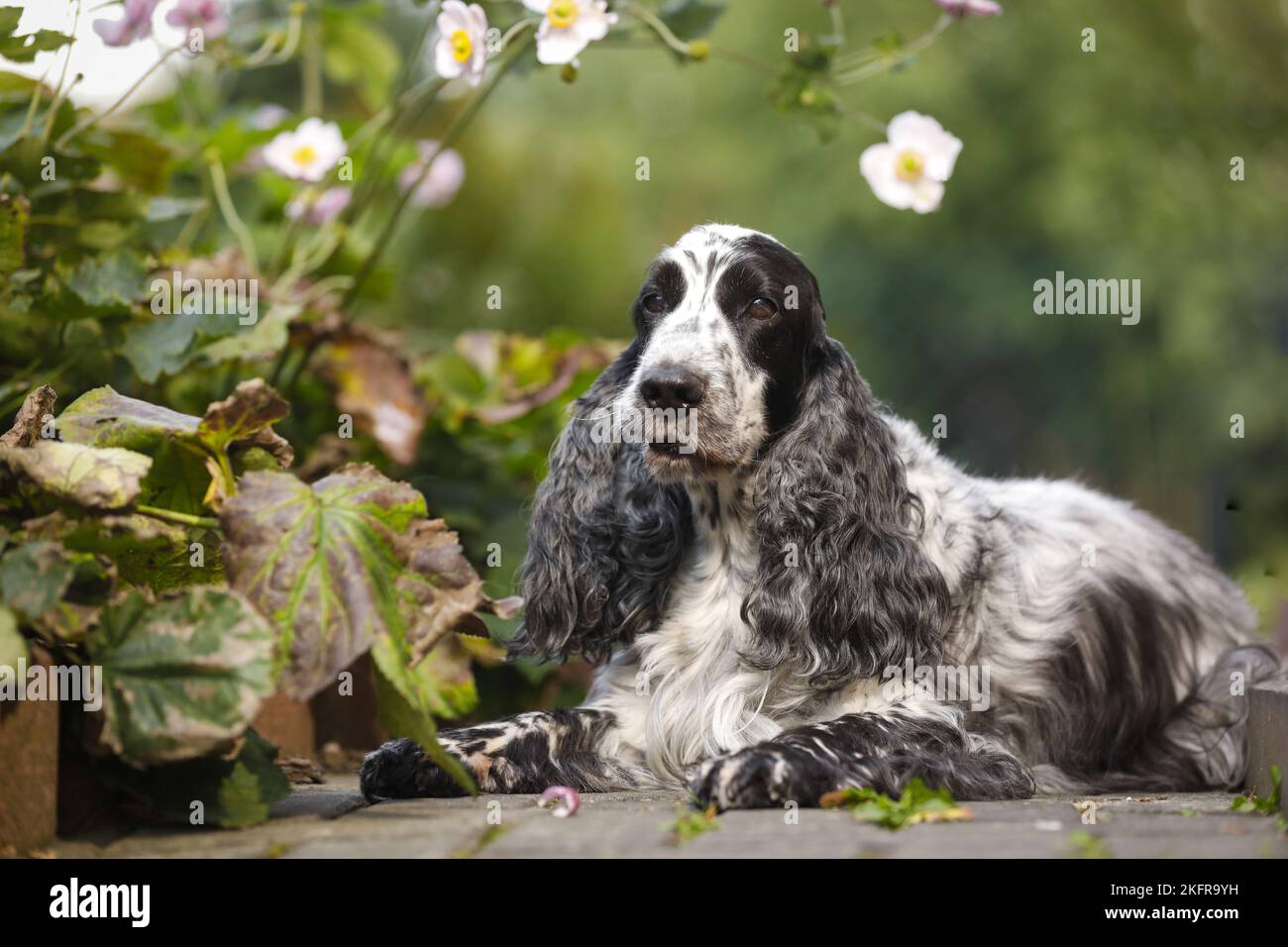 lying English Cocker Spaniel Stock Photo