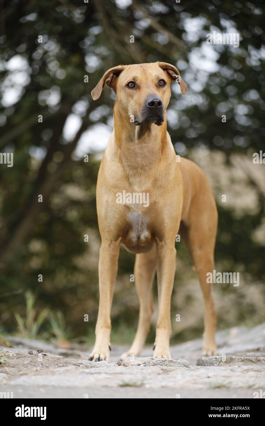 standing Rhodesian Ridgeback Stock Photo - Alamy