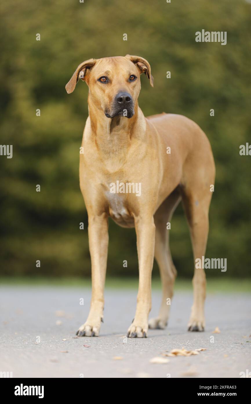 standing Rhodesian Ridgeback Stock Photo - Alamy