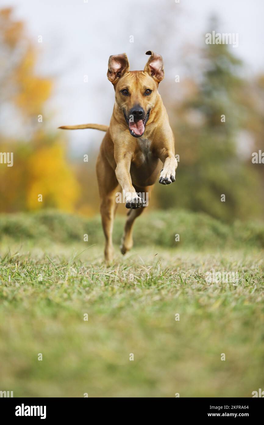 Black Rhodesian Ridgeback Speed running Rhodesian Ridgeback Stock Photo - Alamy