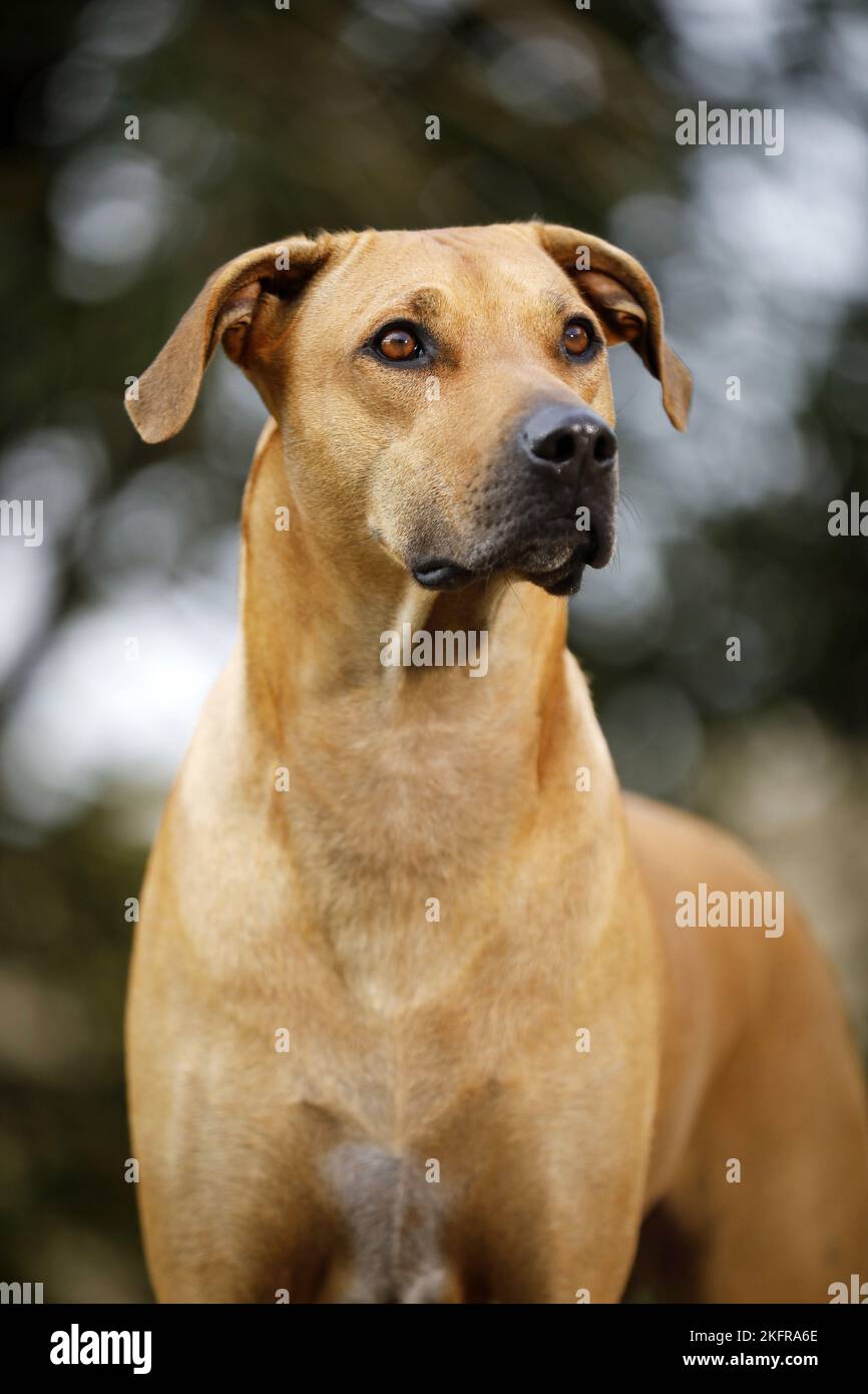 Rhodesian Ridgeback Portrait Stock Photo - Alamy