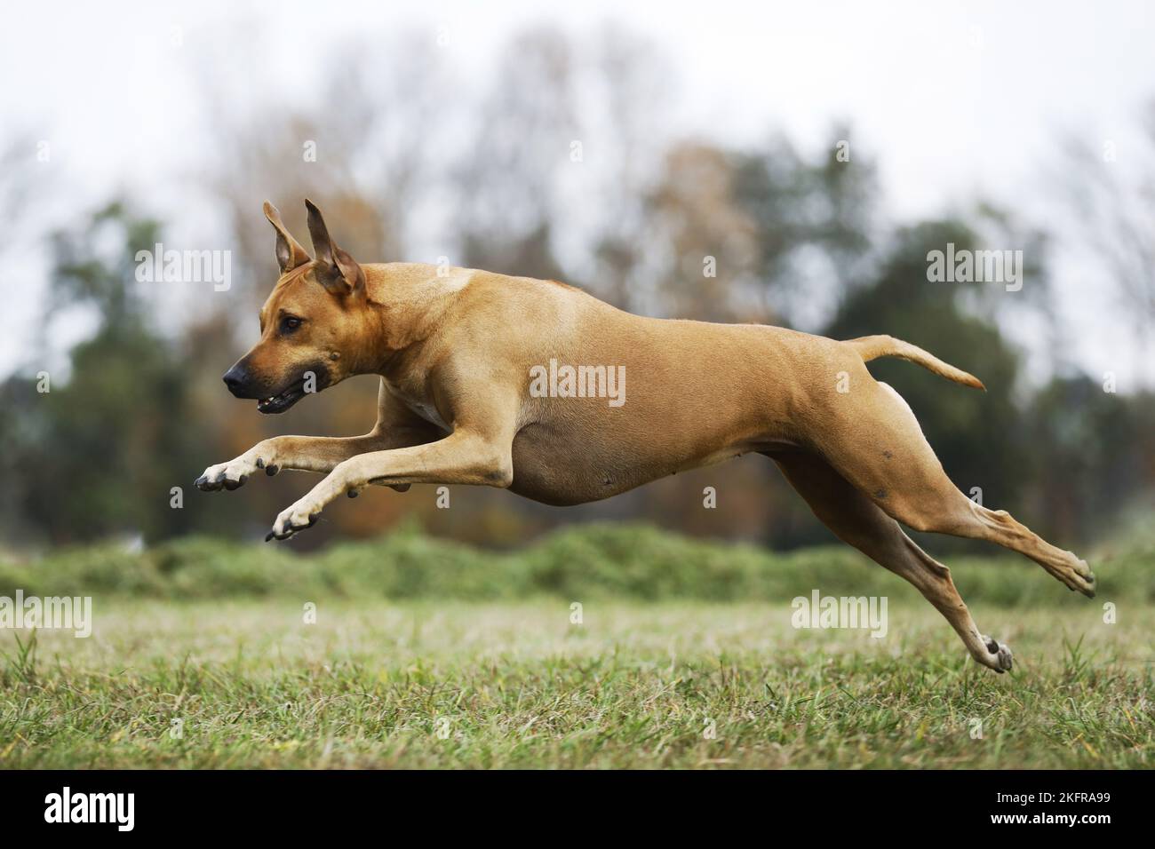 jumping Rhodesian Ridgeback Stock Photo - Alamy