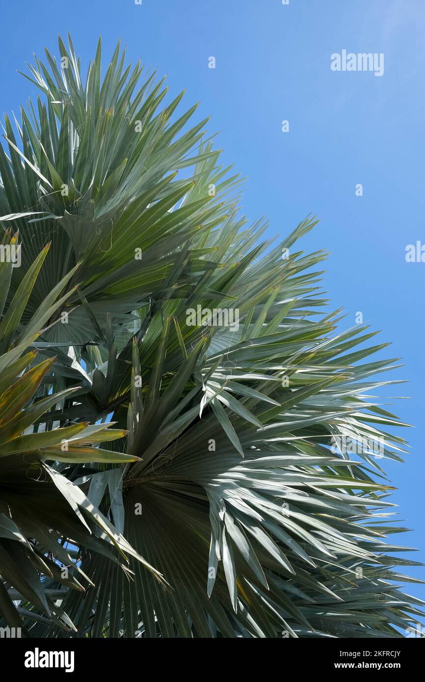 Bismarckia nobilis palms leaves Stock Photo