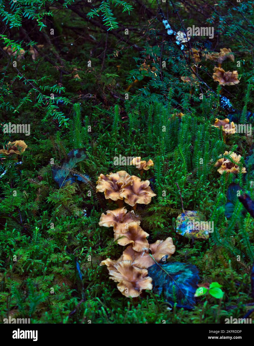 Yellow foot chanterelle mushrooms in thick club moss in a forest in