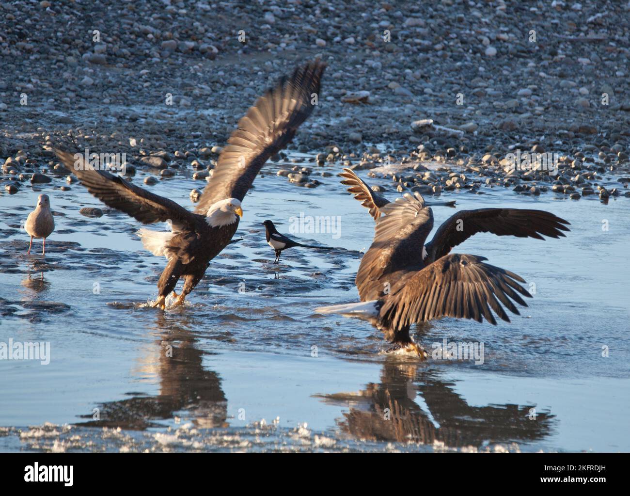 Bald eagles fighting over salmon in the Chilkat river in Southeast Alaska in winter with other birds looking on. Stock Photo