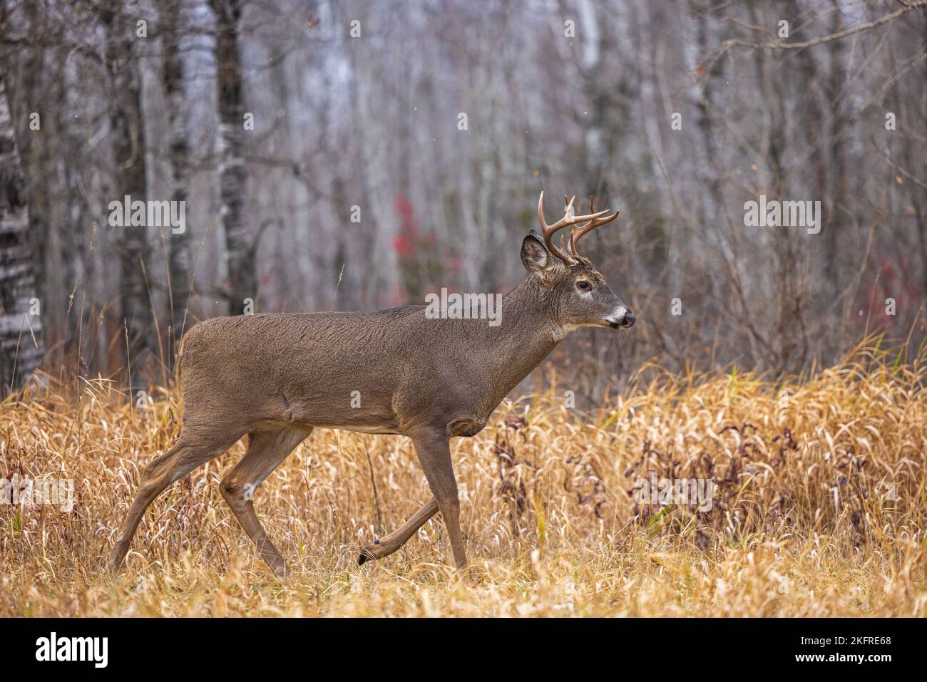 Whitetailed buck during the peak of the rut in northern Wisconsin