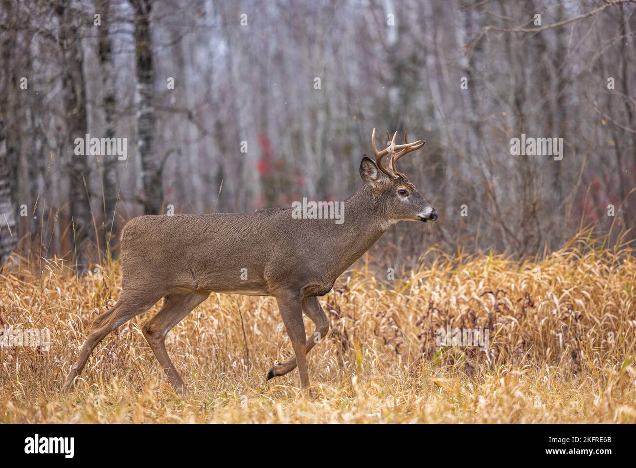 Whitetailed buck during the peak of the rut in northern Wisconsin
