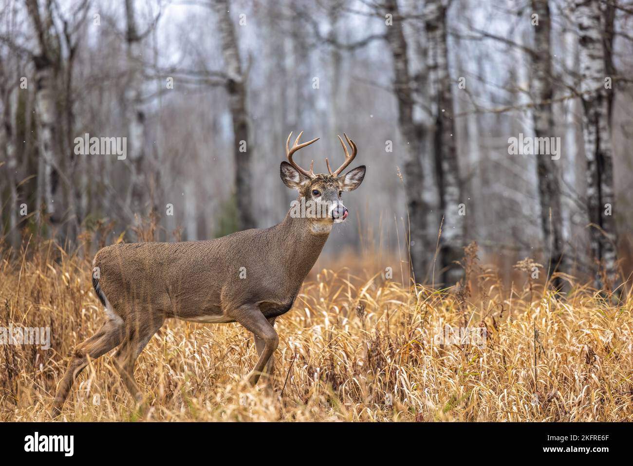 Whitetailed buck during the peak of the rut in northern Wisconsin