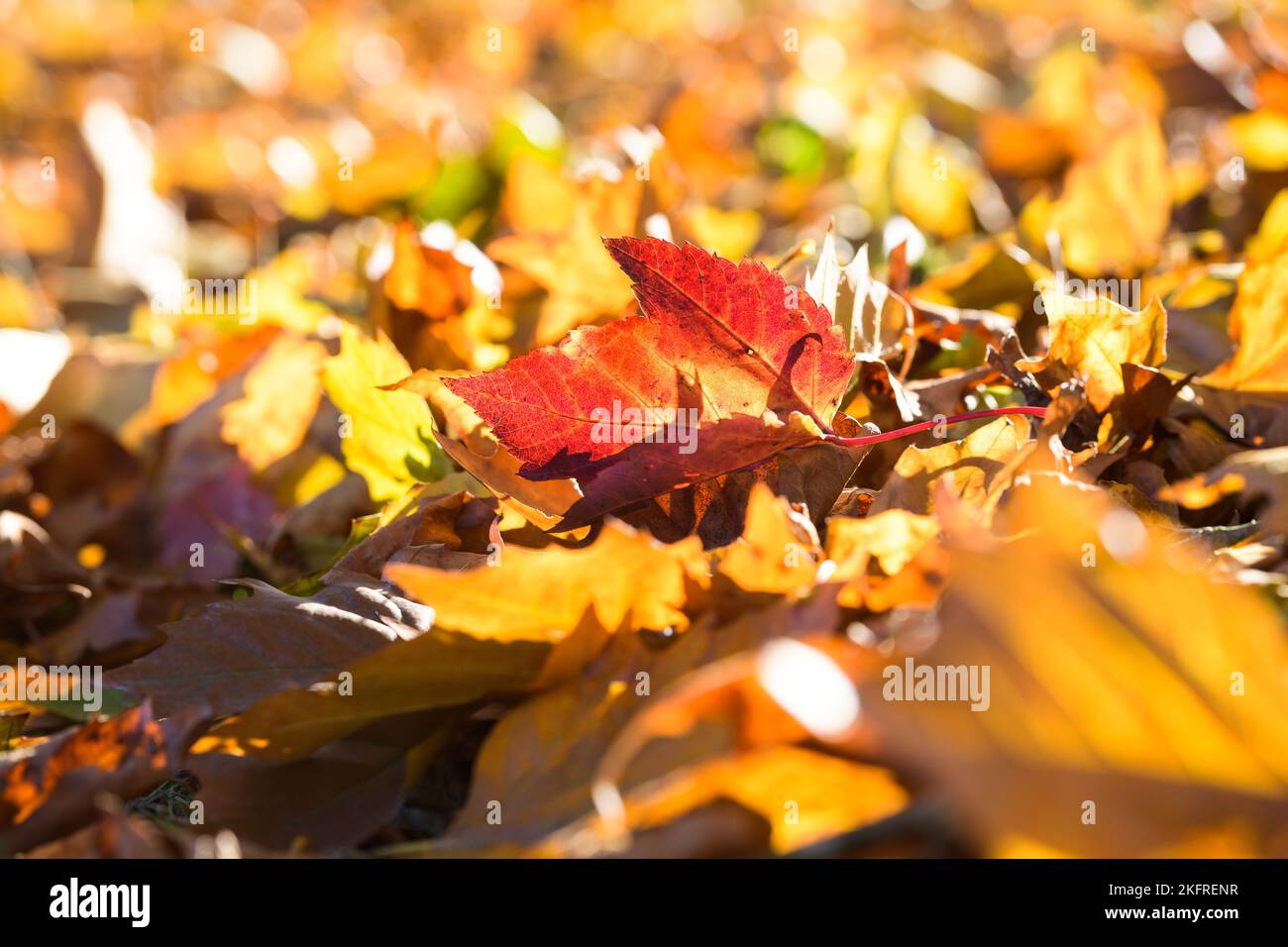 Fallen red leaf on a carpet of orange leaves in autumn creating a warm autumnal background Stock Photo