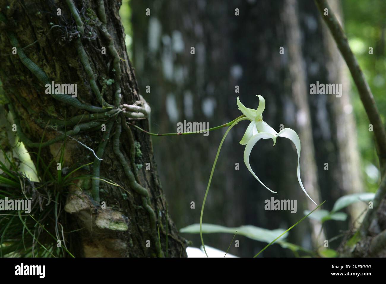 Ghost Orchid - Dendrophylax lindenii - in Fakahatchee Strand State Preserve, Florida in bloom.. Stock Photo