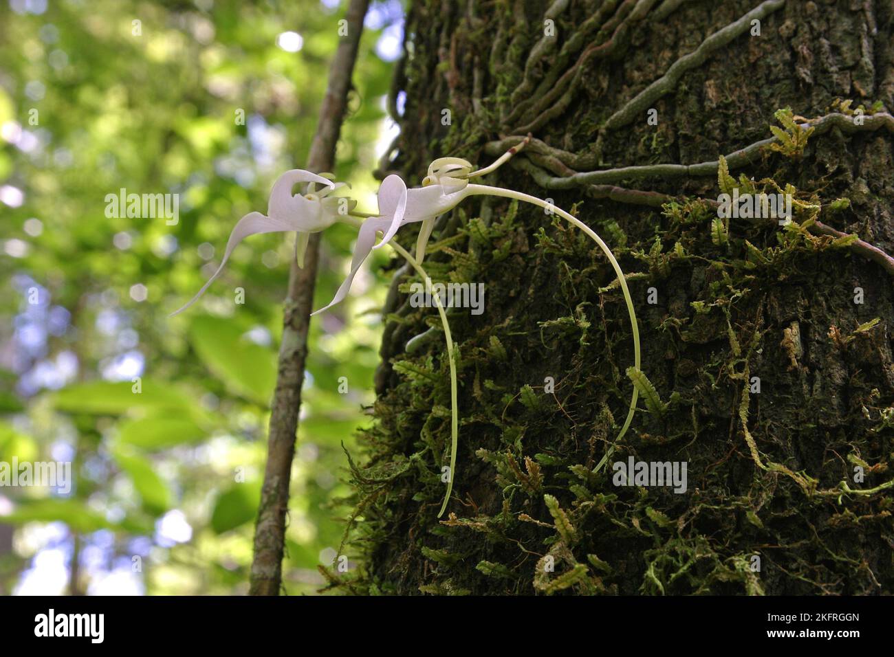Ghost Orchid - Dendrophylax lindenii - in Fakahatchee Strand State Preserve, Florida in bloom.. Stock Photo