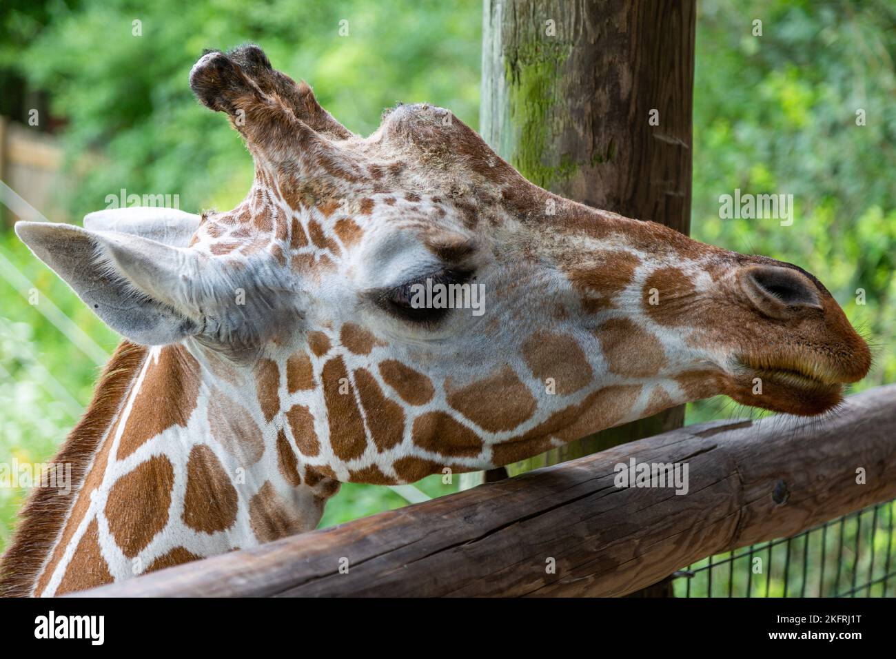 A reticulated giraffe peers over the fence at the Fort Wayne Children's Zoo in Fort Wayne, Indiana, USA. Stock Photo