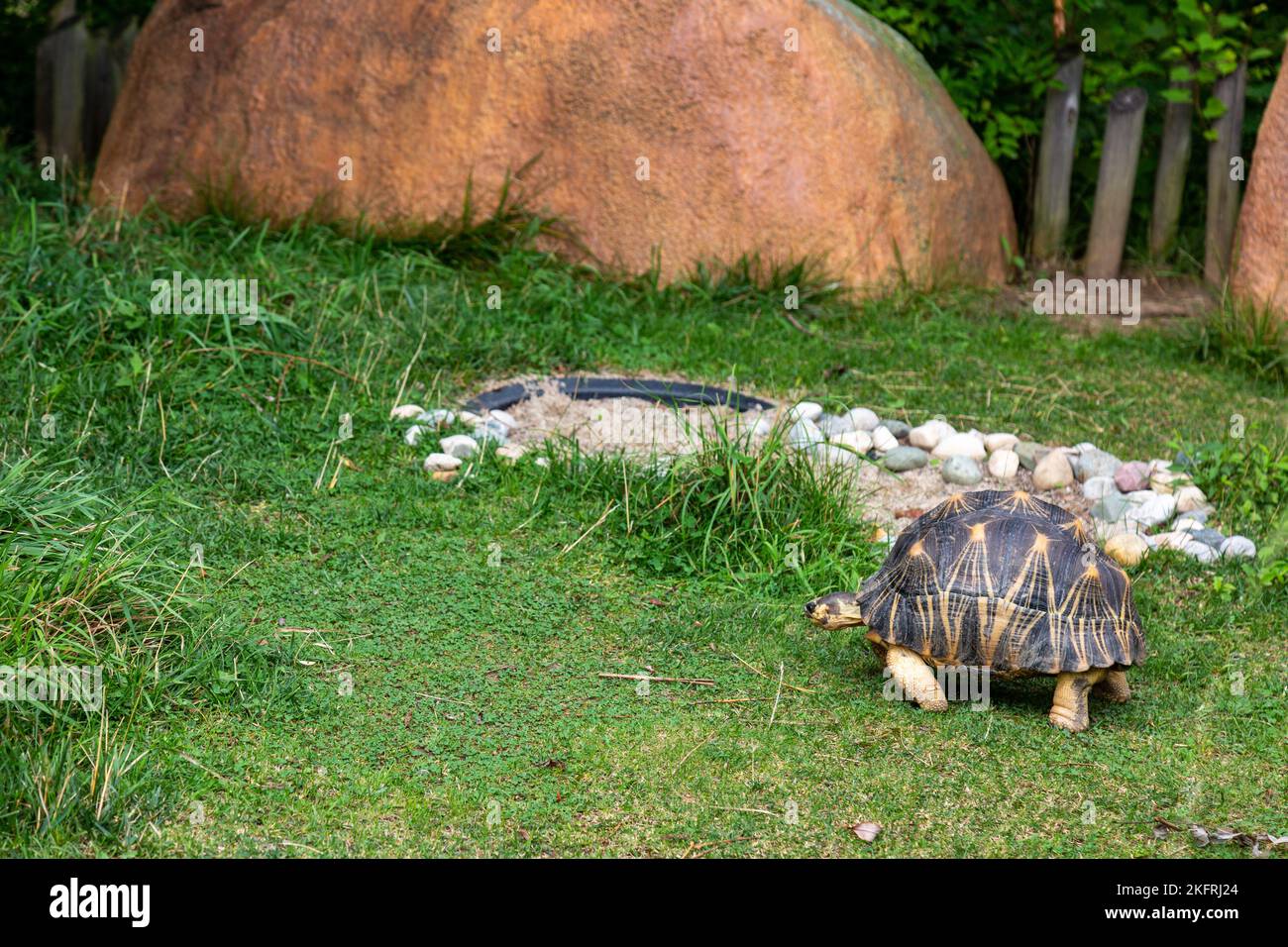 A radiated tortoise slowly walks through his enclosure at the Fort Wayne Children's Zoo in Fort Wayne, Indiana, USA. Stock Photo