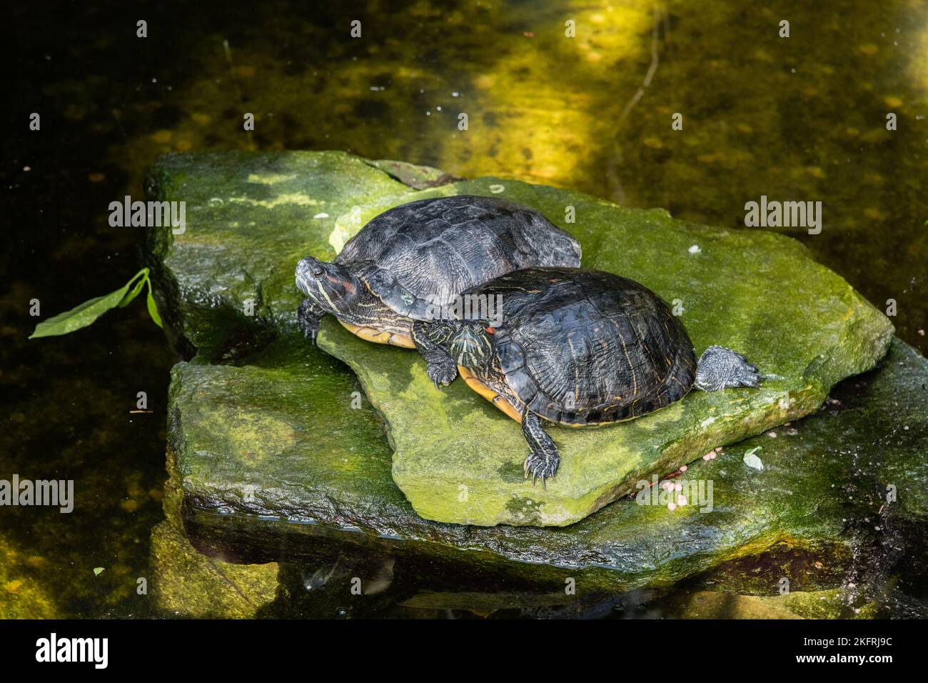 Two red-eared slider turtles at a botanical garden in Southern California Stock Photo