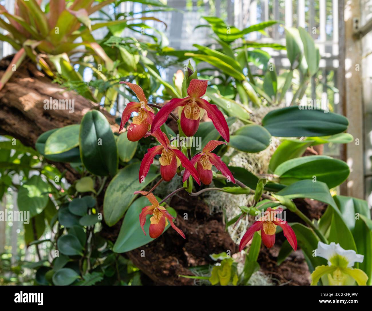 Beautiful Phragmipedium Acker's Fu Manchu hybrid orchid Stock Photo Alamy
