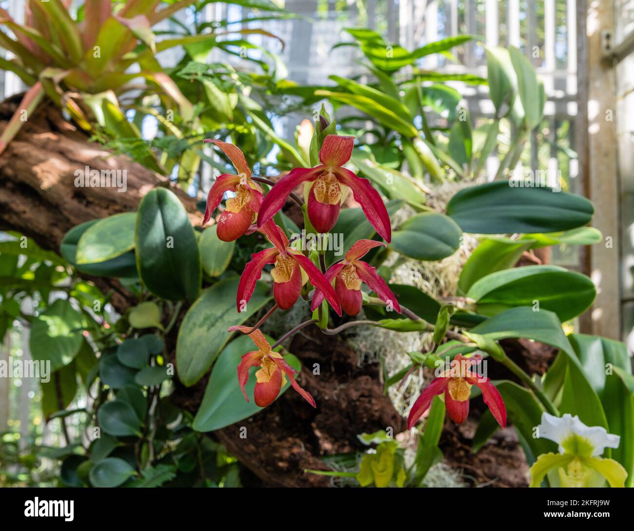 Beautiful Phragmipedium Acker's Fu Manchu hybrid orchid Stock Photo