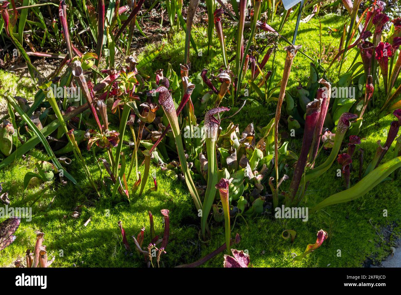 Botanical Pitcher main image 0