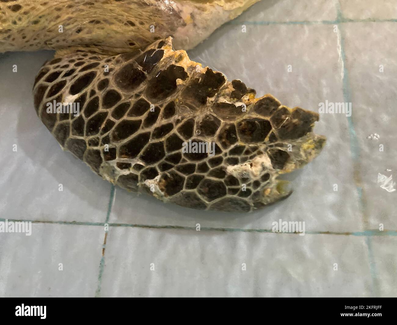 Serangan, Indonesia. 18th Oct, 2022. The front fin of an injured green sea turtle at the Turtle Conservation And Education Center (TCEC) after a part had to be amputated. The animal had become entangled in a fishing net. Credit: Carola Frentzen/dpa/Alamy Live News Stock Photo
