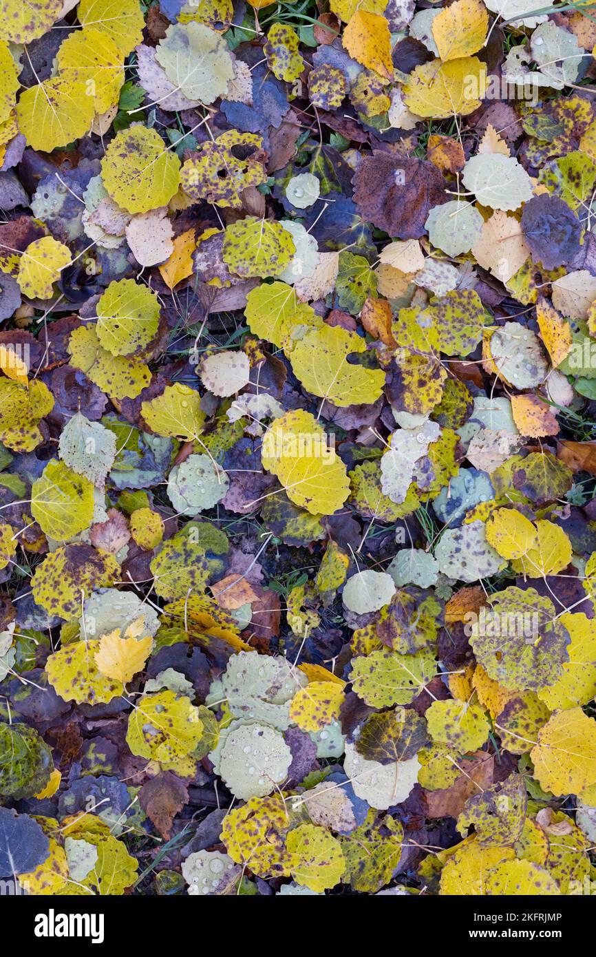 Red and orange autumn leaves background. Outdoor. Colorful backround image of fallen autumn leaves perfect for seasonal use. Stock Photo