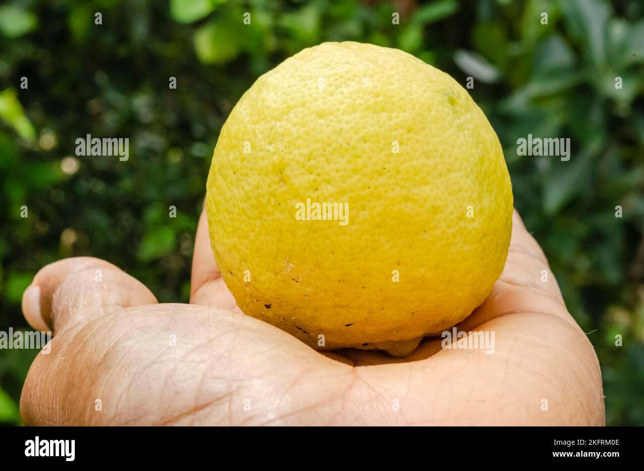 A Ripe Key Lime In A Hand Stock Photo