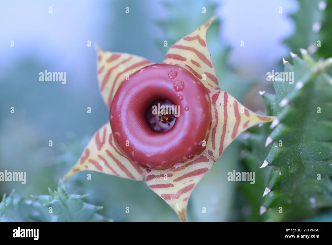 Huernia zebrina cactus donut flower Stock Photo