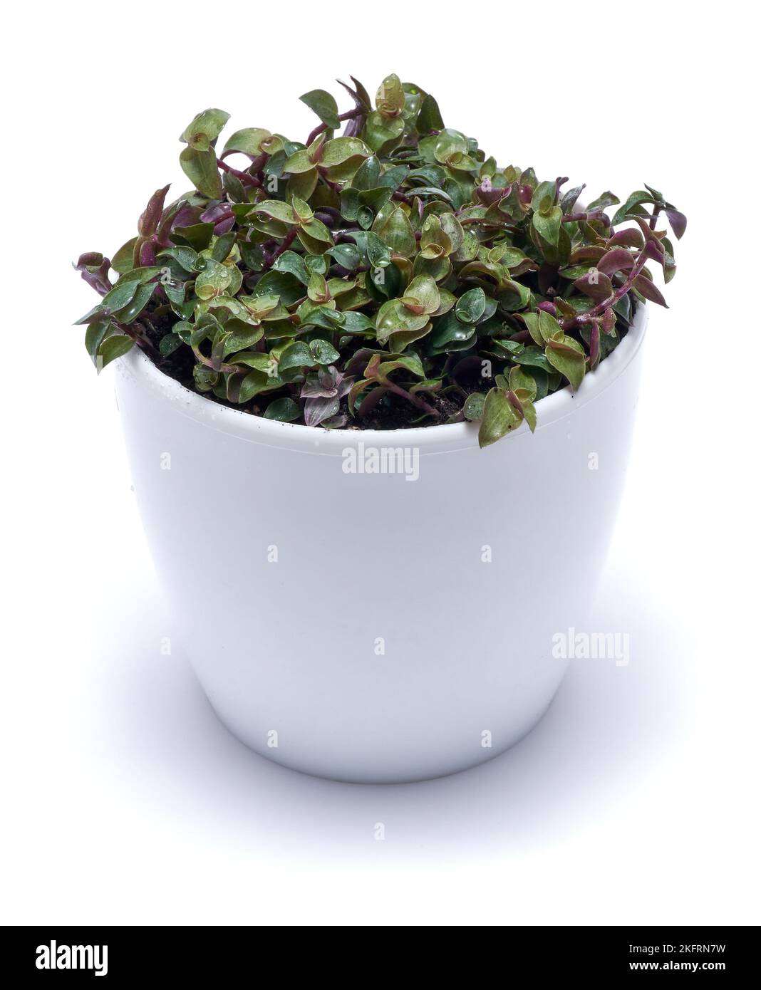 house gardening - Callisia repens in a pot isolated on white background Stock Photo