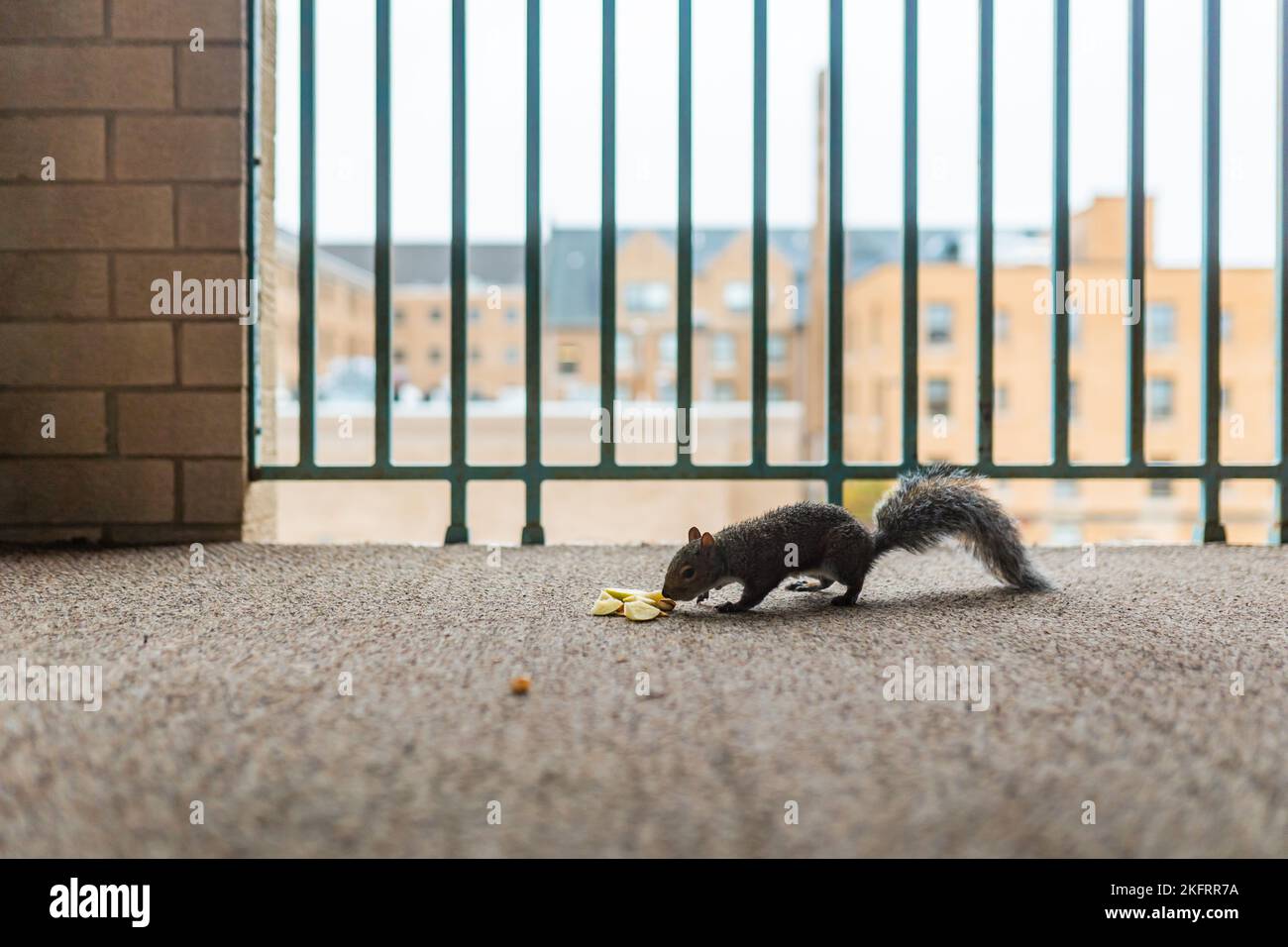 Squirrels eat nuts. Hazelnut, peanut, cashew, almond. Wildlife in the