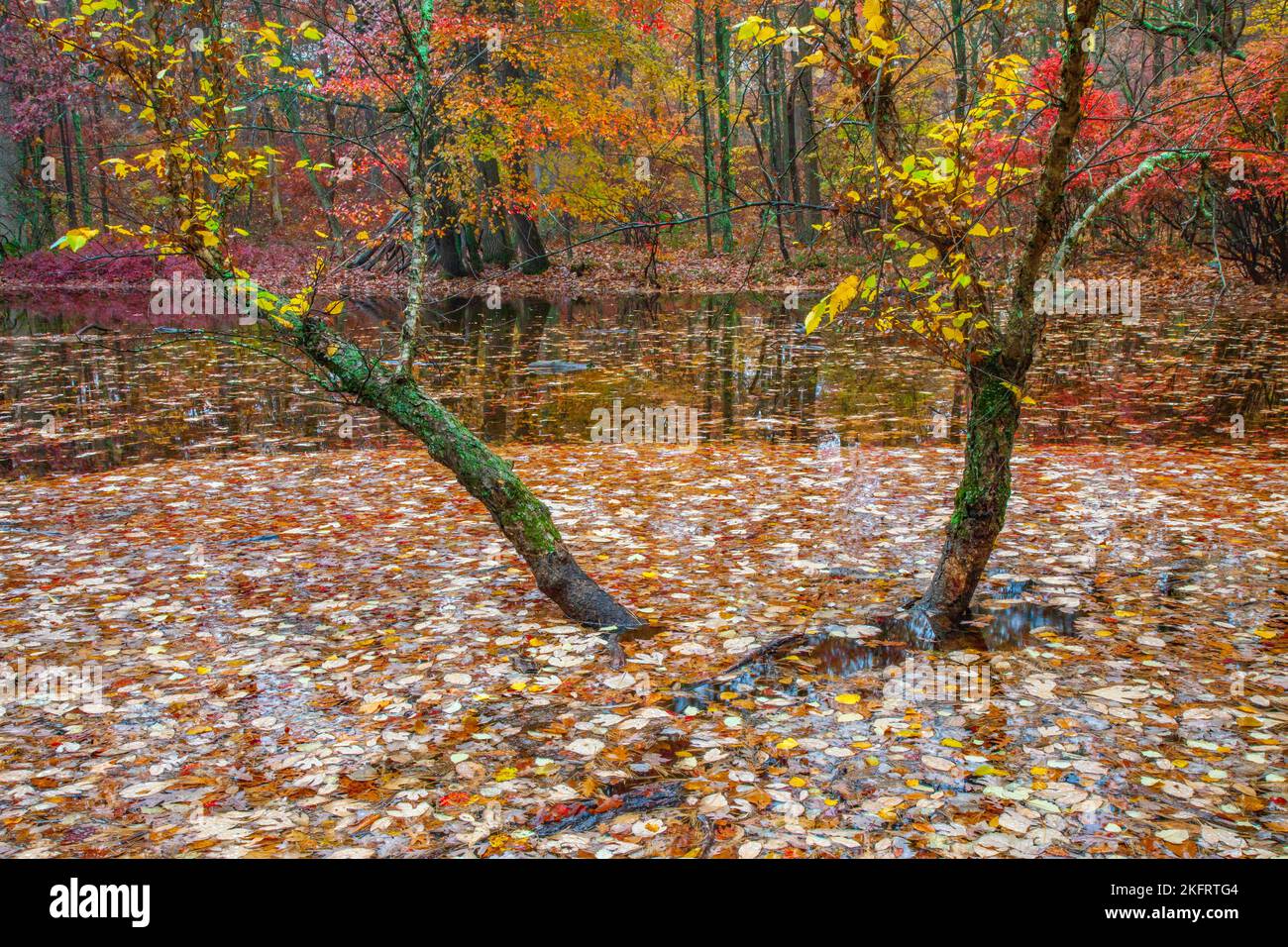 An autumnal seasonal pond at High Point State Park, New Jersey on Kittanny Mountain.. Stock Photo