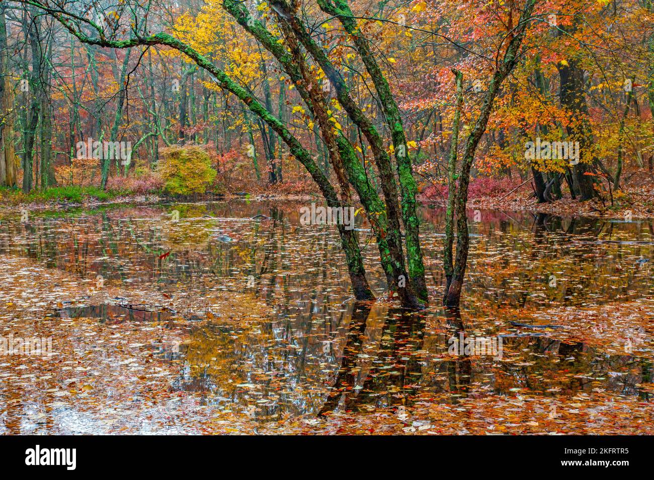 An autumnal seasonal pond at High Point State Park, New Jersey on Kittanny Mountain.. Stock Photo
