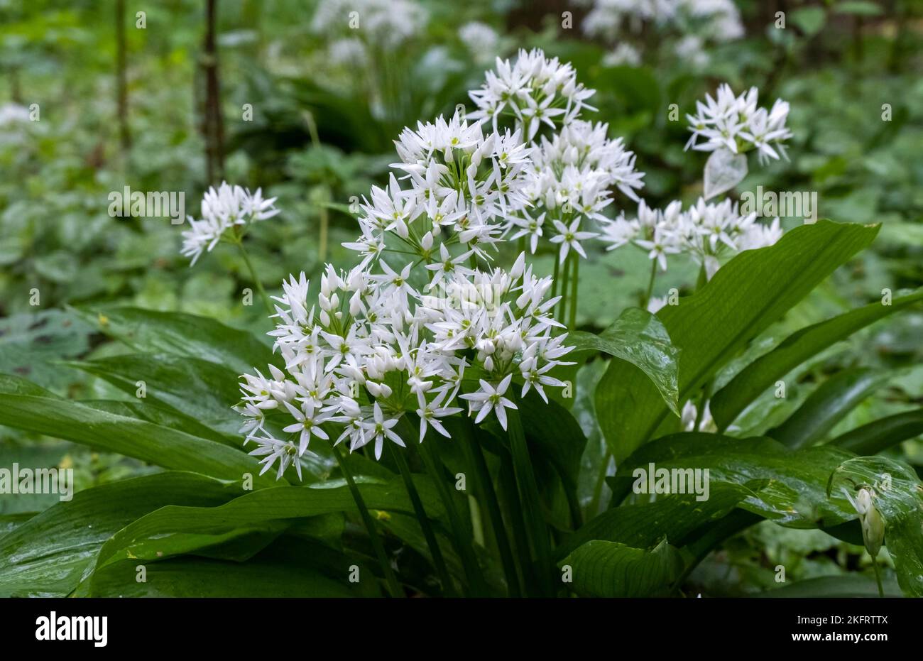 Ramsons (Allium ursinum), Netherlands Stock Photo