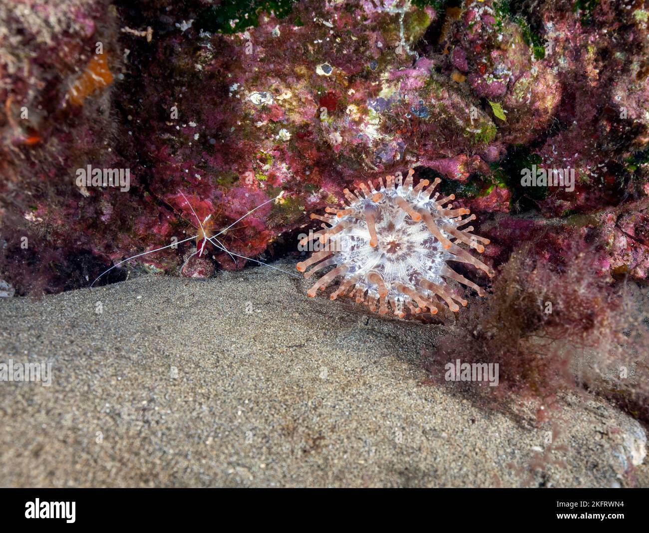 Club-tipped anemone (Telmatactis cricoides) with Atlantic white banded cleaner shrimp (Lysmata grabhami), Lanzarote. Canary Islands, Spain, Europe Stock Photo