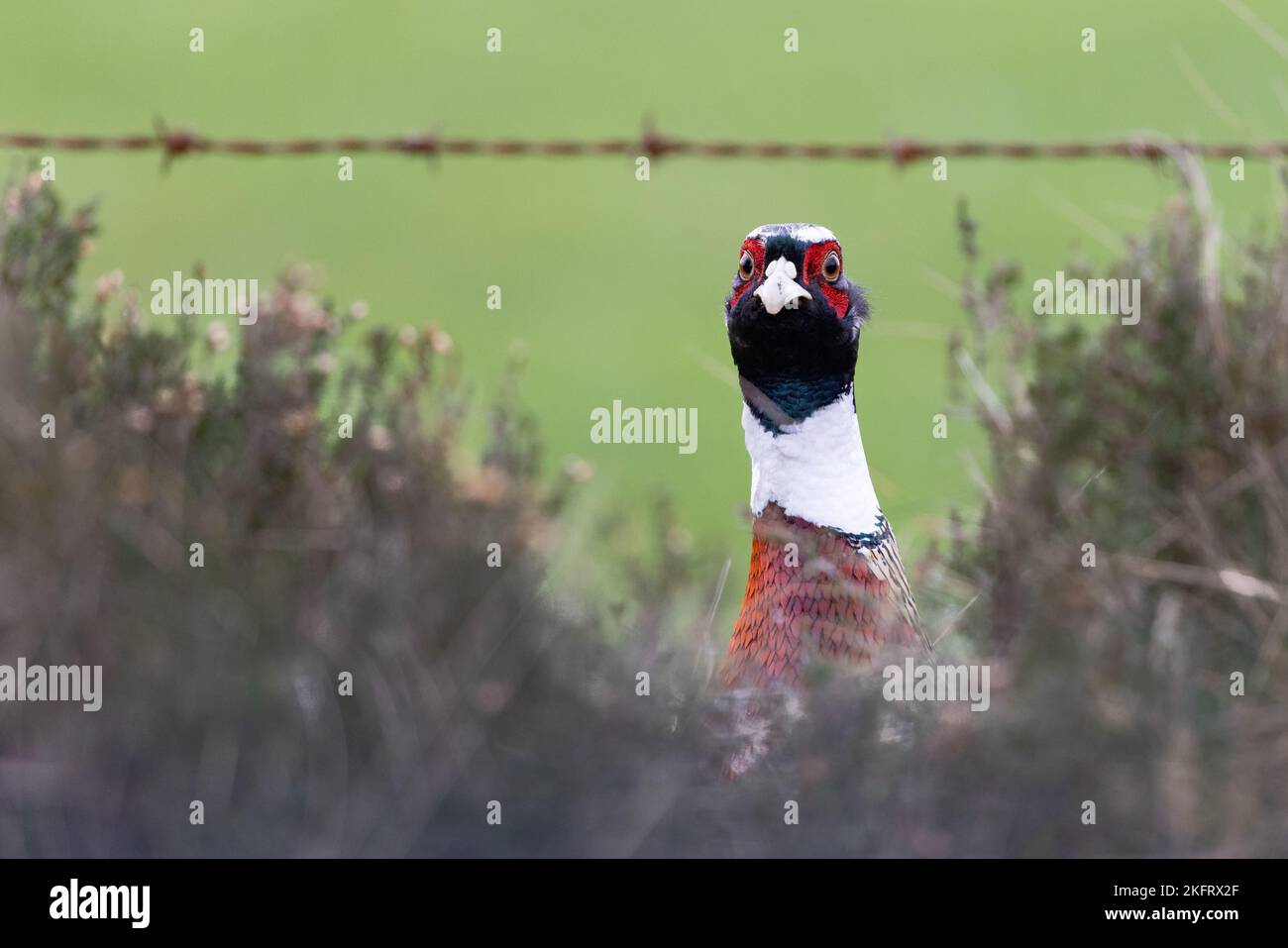 Pheasant [ Phasianus colchicus ] looking through hedge and barbed wire with out of focus green background Stock Photo