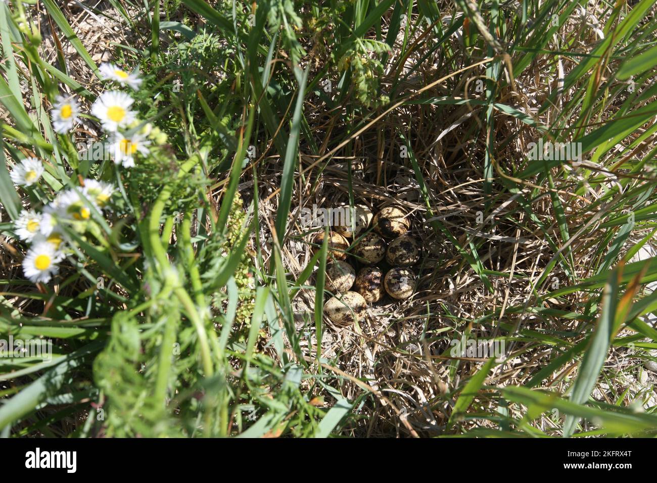 Common quail (Coturnix coturnix) Nest and clutch in tall grass, Lower