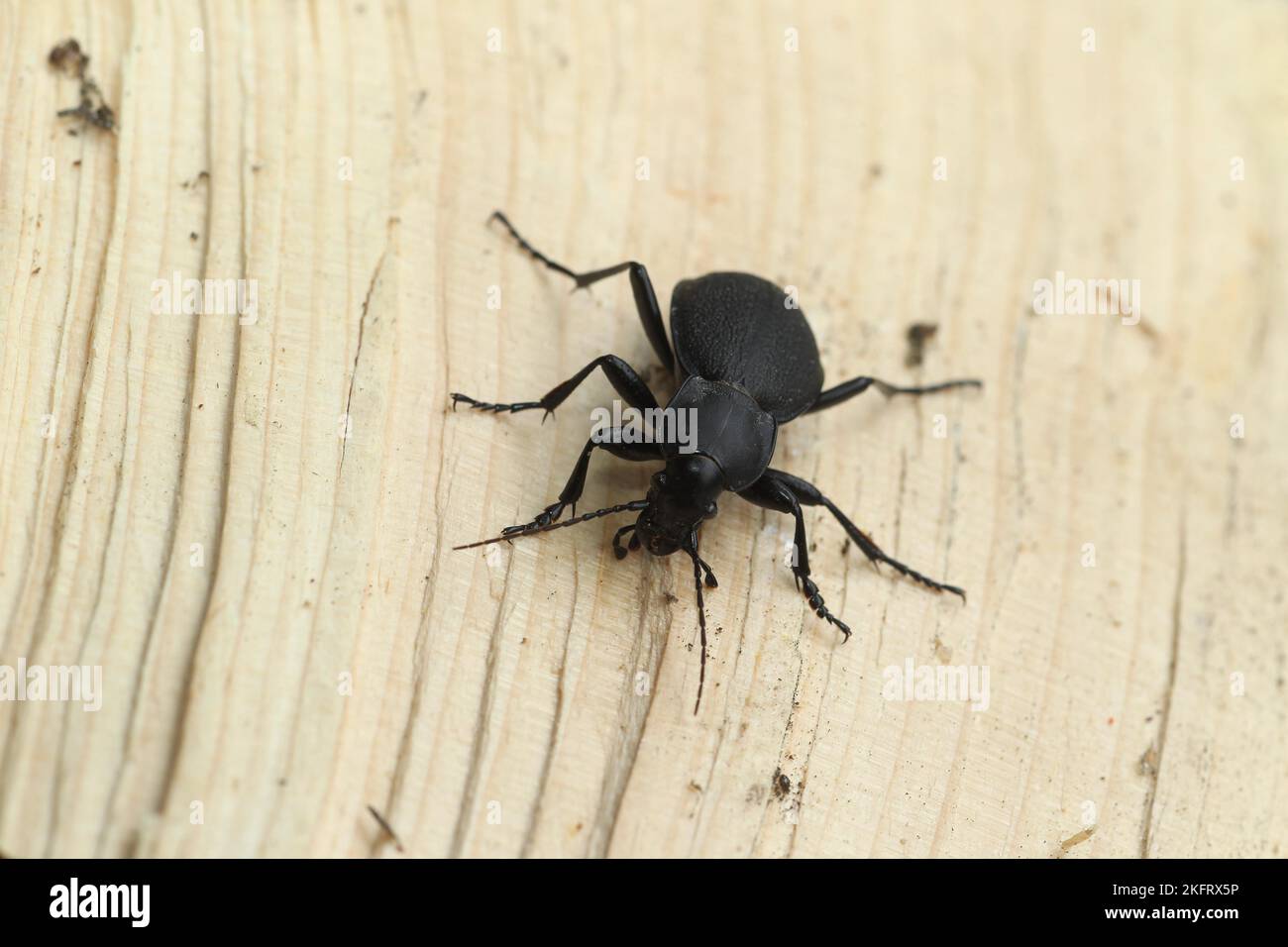 Large deathwatch beetle (Blaps mortisaga) Allgäu, Bavaria, Germany, Europe Stock Photo