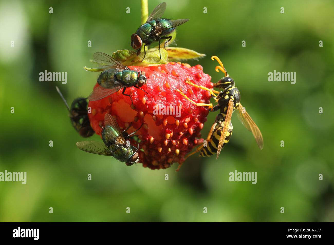 Common green bottle flies (Lucilia sericata) and social wasp (Vespidae) snacking on ripe strawberry, Allgäu, Bavaria, Germany, Europe Stock Photo