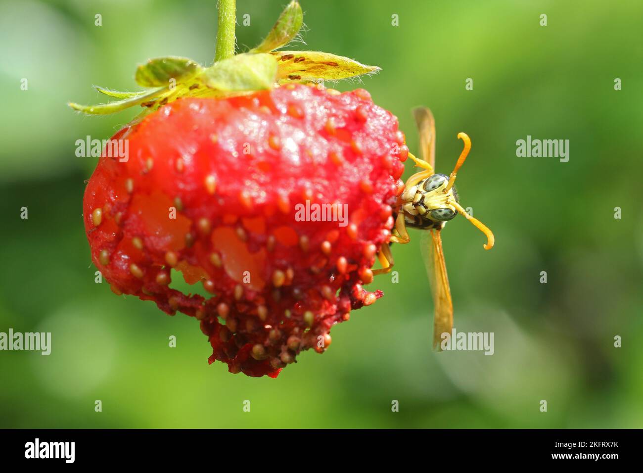Social wasp (Vespidae) House field wasp snacks on ripe strawberry, Allgäu, Bavaria, Germany, Europe Stock Photo