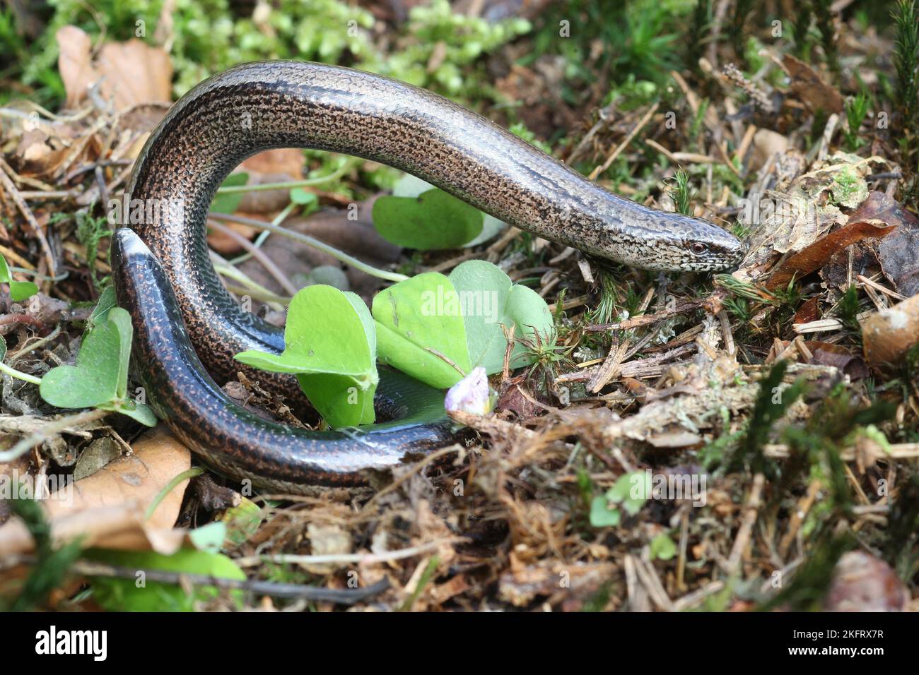 Slow worm (Anguis fragilis) playing dead by arching up, Allgäu, Bavaria, Germany, Europe Stock Photo