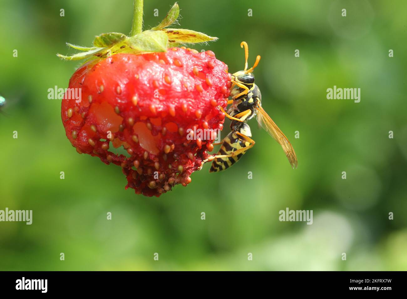 Social wasp (Vespidae) House field wasp snacks on ripe strawberry, Allgäu, Bavaria, Germany, Europe Stock Photo