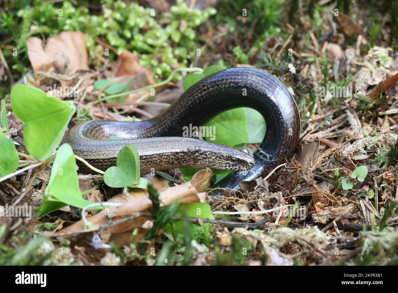 Grass snake playing dead hi-res stock photography and images - Alamy