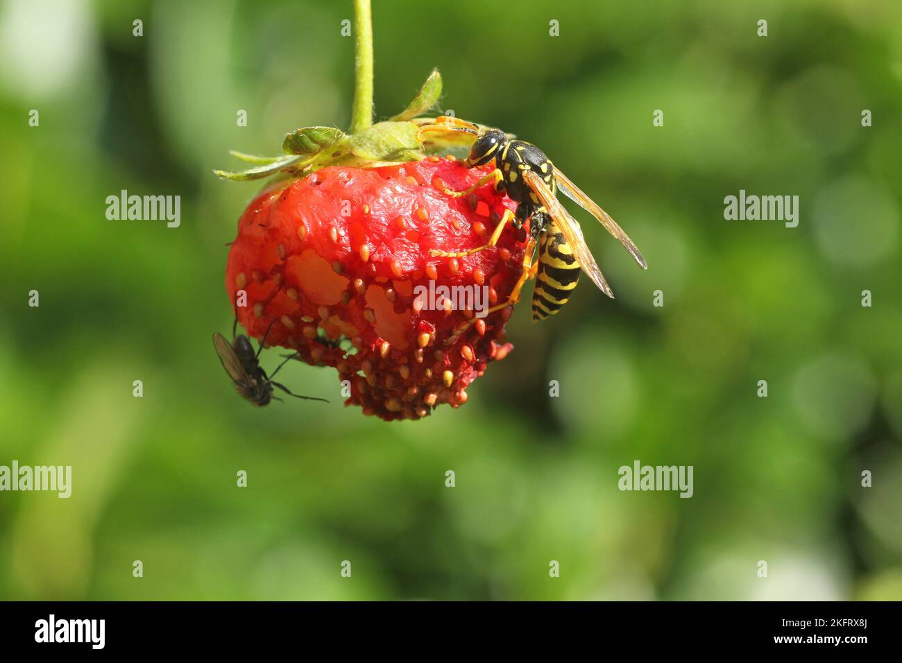 Social wasp (Vespidae) House field wasp snacks on ripe strawberry, Allgäu, Bavaria, Germany, Europe Stock Photo