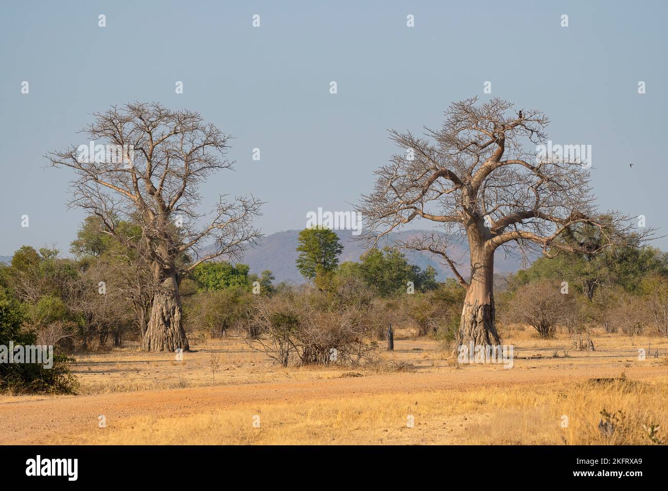Zambia tree baobab luangwa hi-res stock photography and images - Alamy
