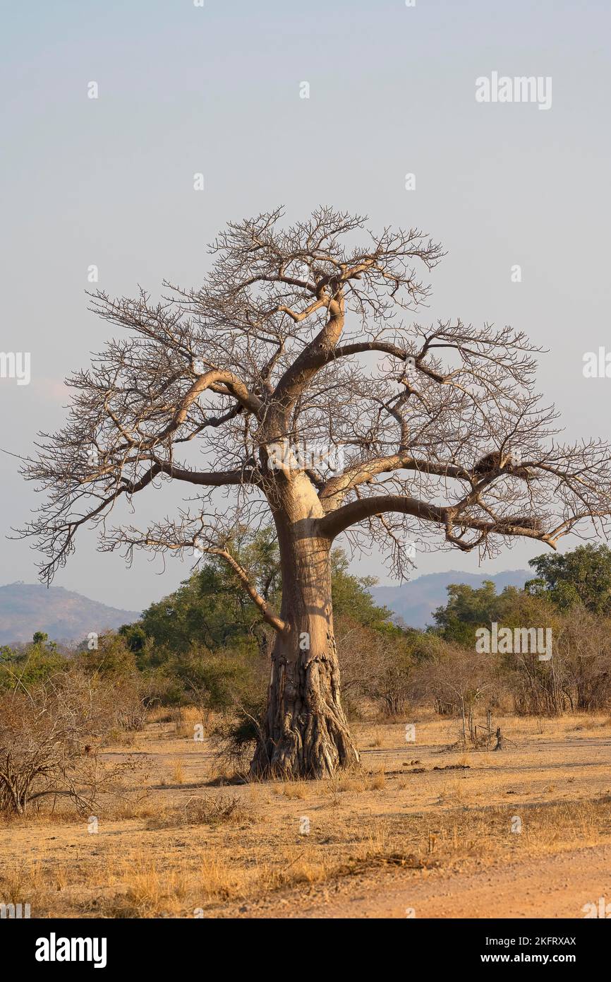 Baobab tree, also African baobab (Adansonia digitata), South Luangwa ...
