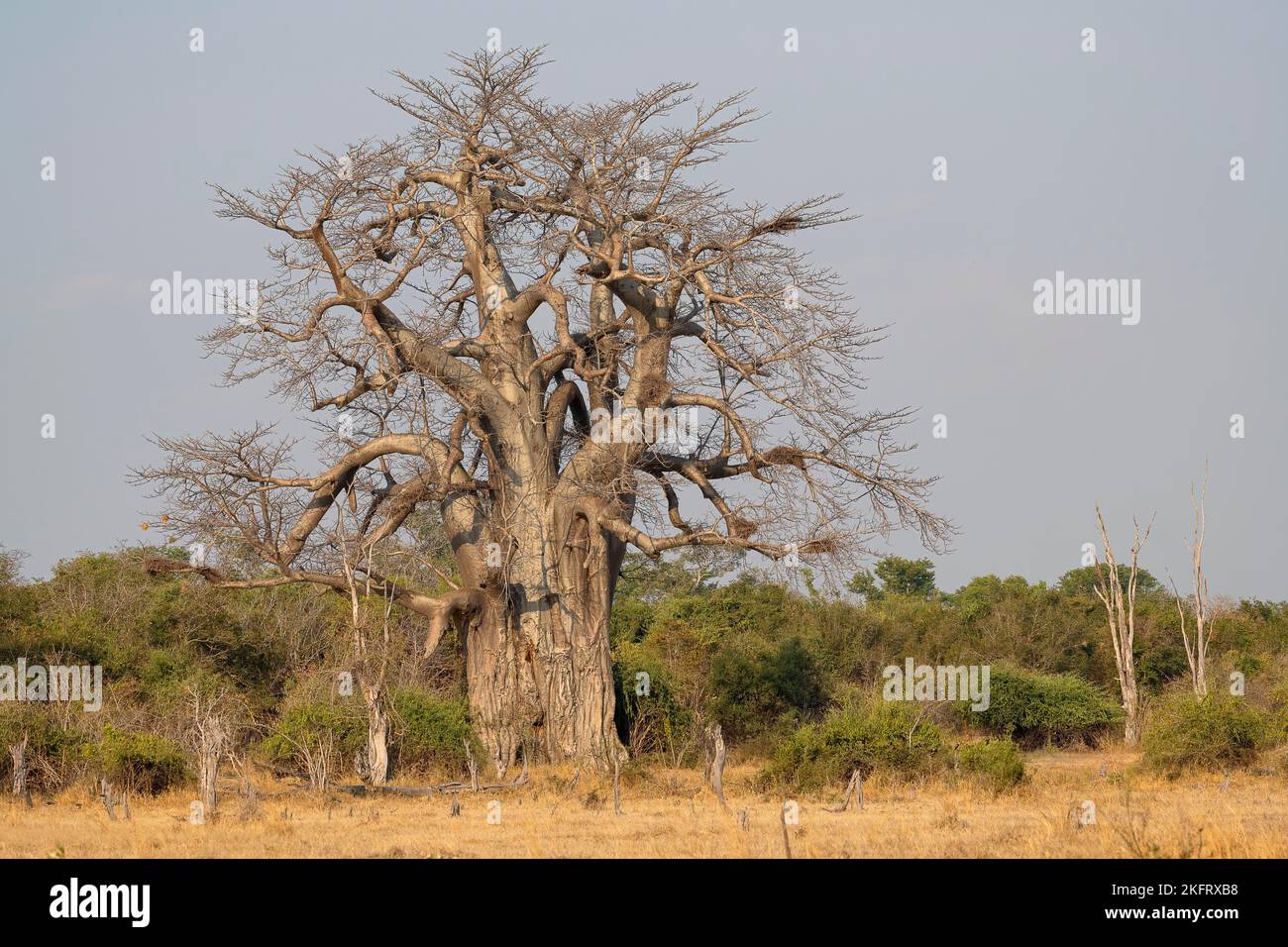 Baobab tree, also African baobab (Adansonia digitata), South Luangwa ...