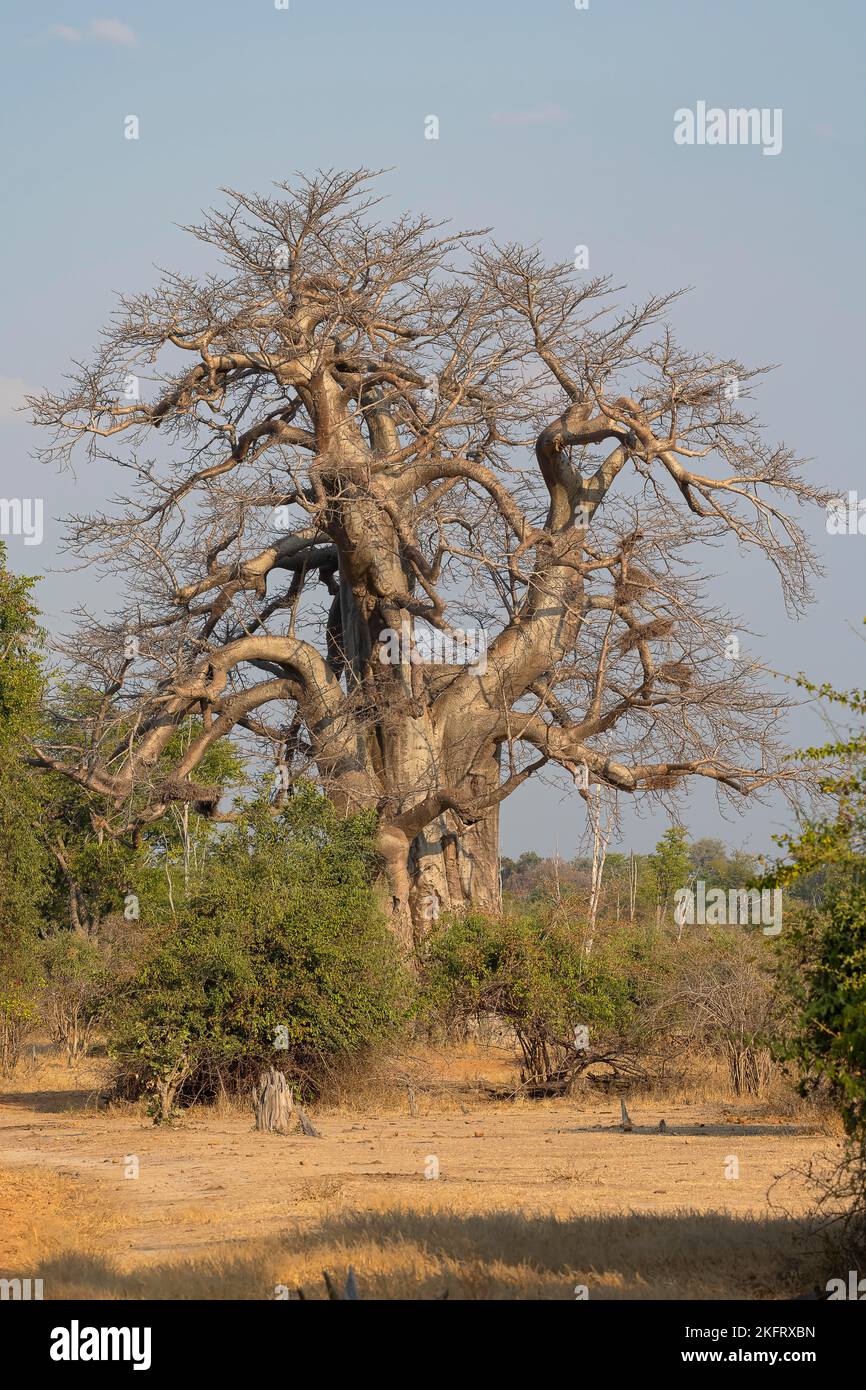 Baobab tree, also African baobab (Adansonia digitata), nests of weavers ...