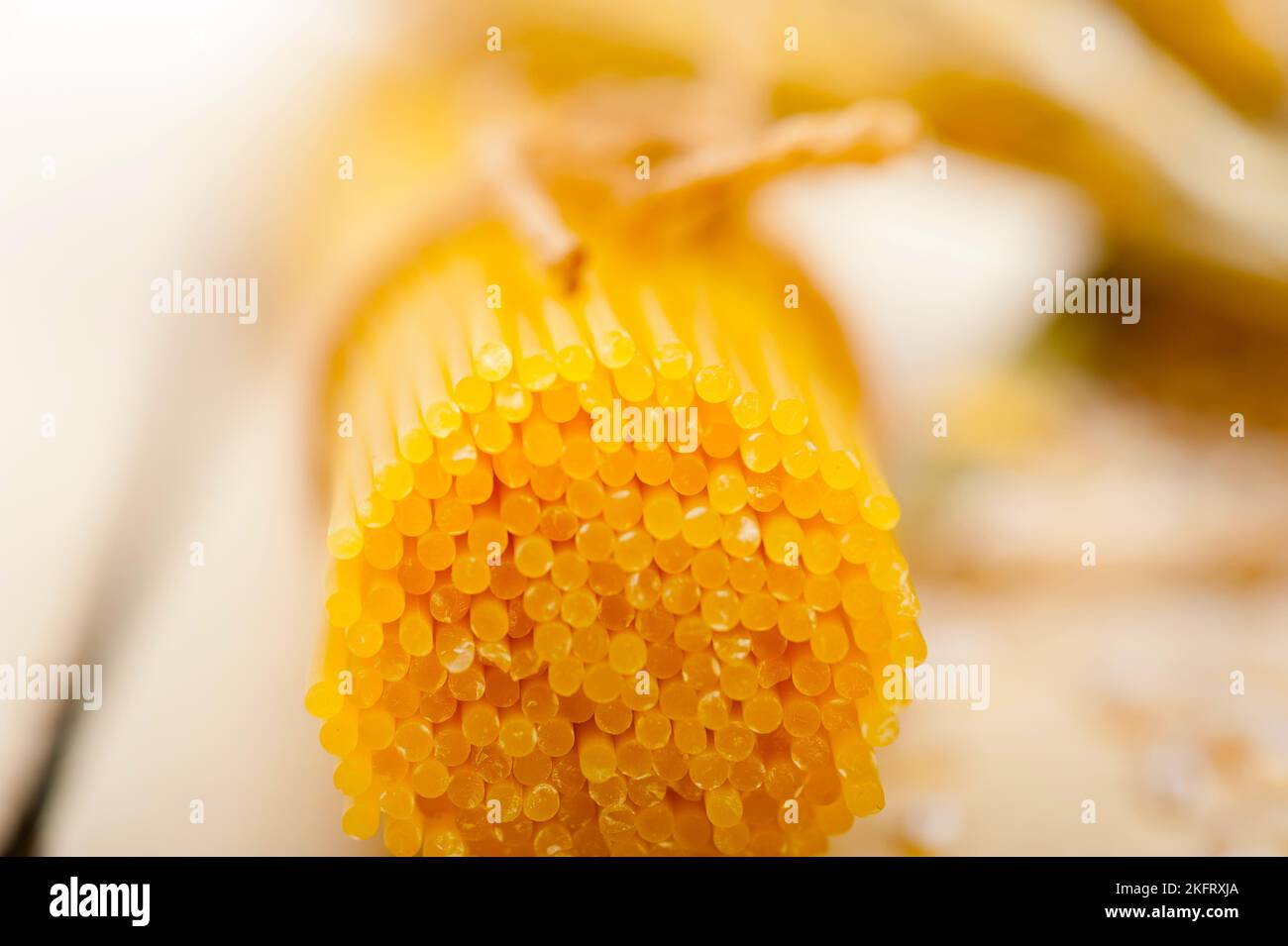 Organic Raw italian pasta and durum wheat grains crop Stock Photo Alamy